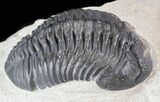 Three Large Pedinopariops Trilobites - Mrakib, Morocco #44521-2